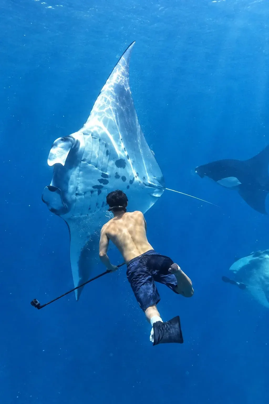 Guest snorkeling alongside a manta ray in Nusa Penida